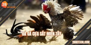 Đá Gà Cựa Sắt Miền Tây - Quy Tụ Nhiều Trận Chiến Kịch Tính