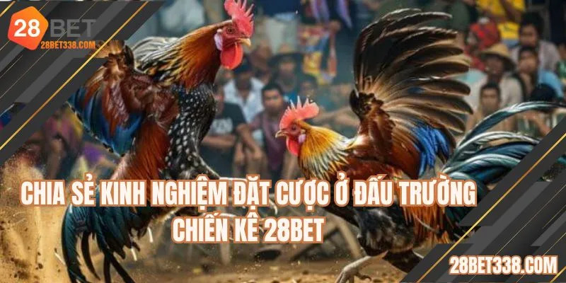 Chia sẻ kinh nghiệm đặt cược ở đấu trường chiến kê 28BET