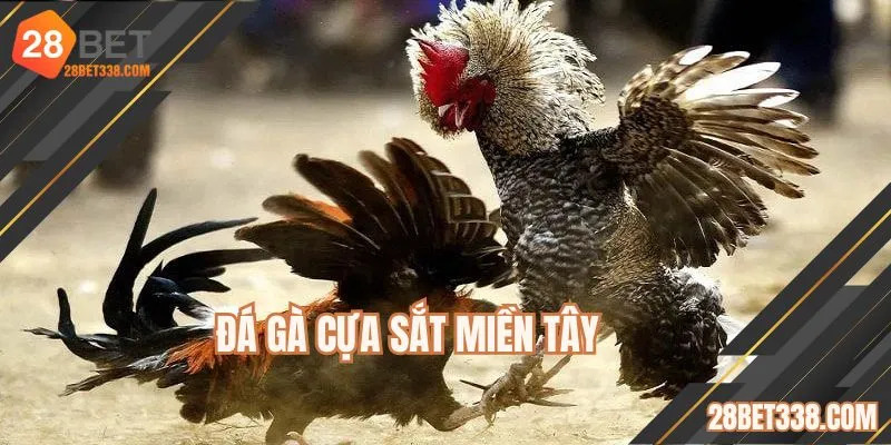 Đá Gà Cựa Sắt Miền Tây - Quy Tụ Nhiều Trận Chiến Kịch Tính