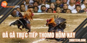 Đá Gà Trực Tiếp Bình Luận Viên Hôm Nay Căng Thẳng, Gay Cấn