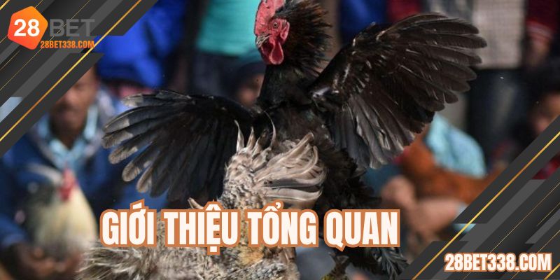 Vài điều đặc sắc của buổi đá gà trực tiếp thomo hôm nay