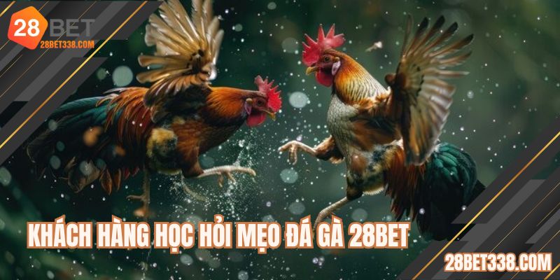 Khách hàng học hỏi mẹo đá gà 28BET